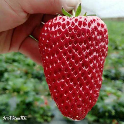 草莓哪个品种好吃又甜(口感好香甜味浓的草莓品种)-图片4